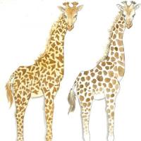Giraffes illustration