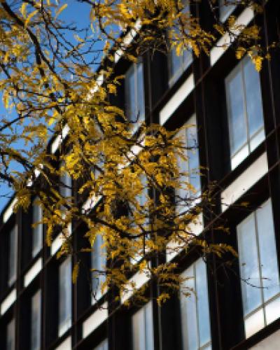 Fall leaves outside of Uris Hall