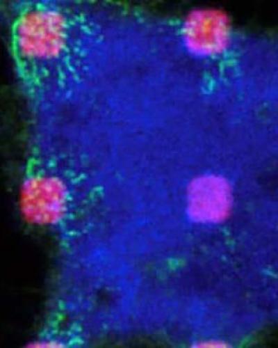 Biophysical