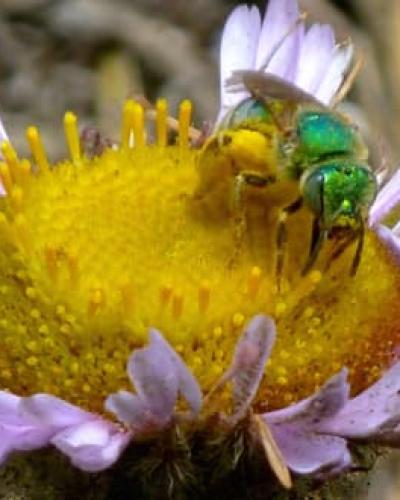 Bee on flower