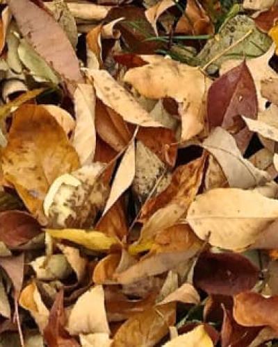 Autumn leaves