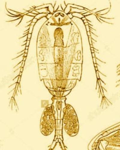 Copepod illustrations