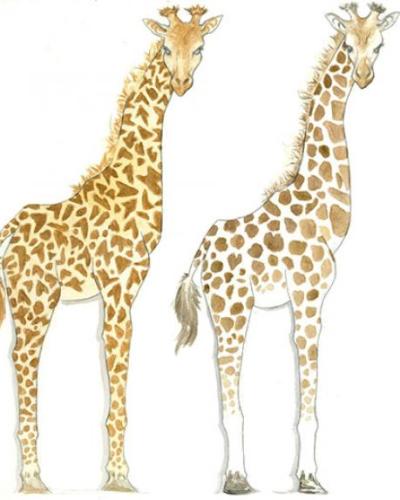 Giraffes illustration